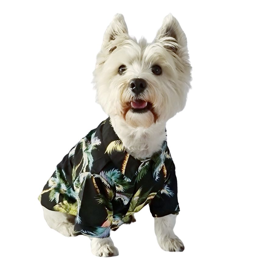 Guayabera para mascota anga roa